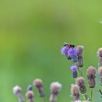 Конец июля :: Валерий Иванович