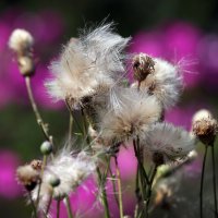 Ботсад МГУ 30 июля :: Михаил Бибичков