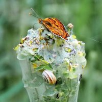 ЭКОКОКТЕЙЛЬ :: Юрий Вовк ЭКОКОКТЕЙЛЬ :: Юрий Вовк