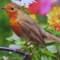 Малиновка прилетела :: Людмила Смородинская