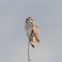 сова болотная. :: юрий макаров