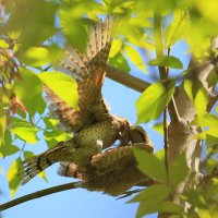 Вертишейки :: Владилен Панченко Вертишейки :: Владилен Панченко