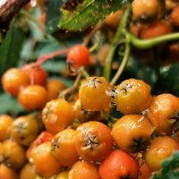 Рябина в стеклянной глазури. :: Любимова Ольга 