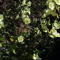 Мальва :: Юрий Гайворонскiий