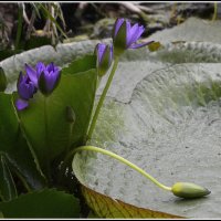 *** :: Aleksandr Gal