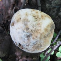 луна упала в лес :: Елена Шаламова