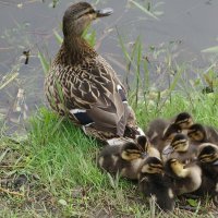 Утиный выводок :: Рита Симонова