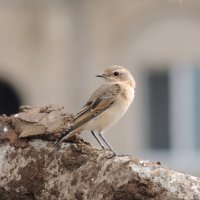 Птичка похожая на воробья . :: Вик Токарев