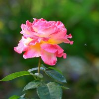 про июль :: Andrey Bragin про июль :: Andrey Bragin