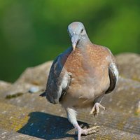 самочка вяхиря в танце... :: Andrey Bragin 