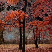 Роща красных дубов в Соловьях в октябре :: Евгений 