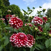 Георгины, георгины, До чего ж вы хороши! ... :: Галина 