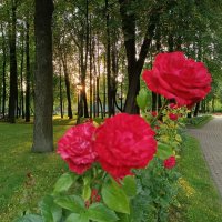 На закате в городском саду :: Мария Васильева