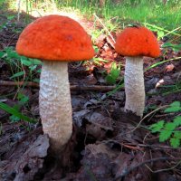 Выстроились в ряд :: Андрей Снегерёв