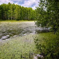 Старый пруд :: Cергей Александров