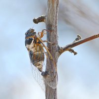 Певчая цикада (горная). :: Оля Богданович