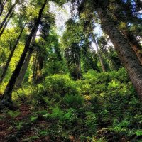 На склоне леса :: Mikhail Irtyshskiy На склоне леса :: Mikhail Irtyshskiy