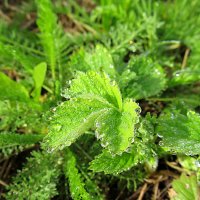 После дождя :: PRP 