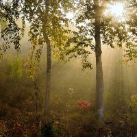 Утренняя сказка :: Максим Сорокин