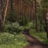 Лесной тропой :: Cергей Александров