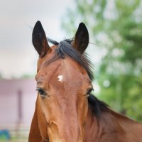 Лошадка :: Alex Bush