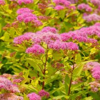 Газон :: Сергей Беляев