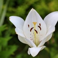 С последним днём июля, месяца лилий! :: Светлана С последним днём июля, месяца лилий! :: Светлана