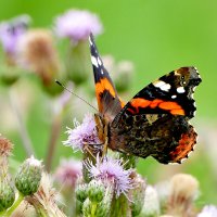 бабочки этого лета 4 :: Александр Прокудин бабочки этого лета 4 :: Александр Прокудин