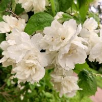 Чубушник :: Сапсан 