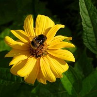 Картинка лета. :: Милешкин Владимир Алексеевич 