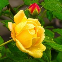 Роза с каплями дождя. :: Милешкин Владимир Алексеевич Роза с каплями дождя. :: Милешкин Владимир Алексеевич