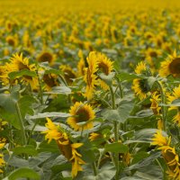 Море :: Олег Денисов