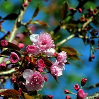 Весна :: Роман Савоцкий