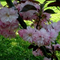 Весна :: Роман Савоцкий Весна :: Роман Савоцкий