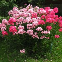 Букет в саду :: Людмила Смородинская