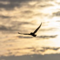 сова болотная. :: юрий макаров