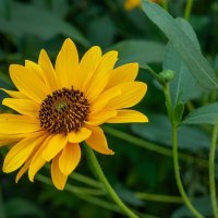 Одна из разновидности подсолнуха :: Игорь Сикорский