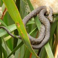 Водяной ужик :: Константин Штарк