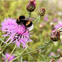 Цветы полевые. :: Валерия Комова