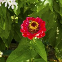 Циния и Дикая Пчёлка :: Валентин Семчишин Циния и Дикая Пчёлка :: Валентин Семчишин