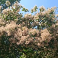 скумпия :: Елена Шаламова