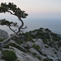 Природа Крыма :: Amazing Cosmea