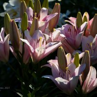 Розовые лилии :: Александр Синдерёв