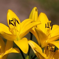 Цветки жёлтой лилии :: Александр Синдерёв