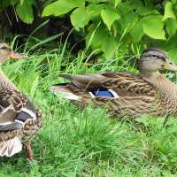 Утки в городском парке :: Рита Симонова