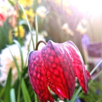 Тюльпан :: Любимова Ольга 