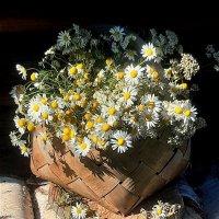 Ромашки! :: Нина Андронова