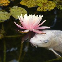 ...любительница прекрасного!... :: Галина 