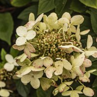 Начало августа. :: Петр Беляков Начало августа. :: Петр Беляков