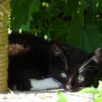 Котенок в домике :: Антонина Гугаева Котенок в домике :: Антонина Гугаева